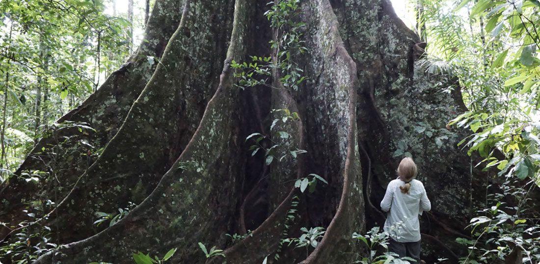 A huge tree trunk with a woman standing next to it looking up. You can tell how large the tree is because the woman looks smal