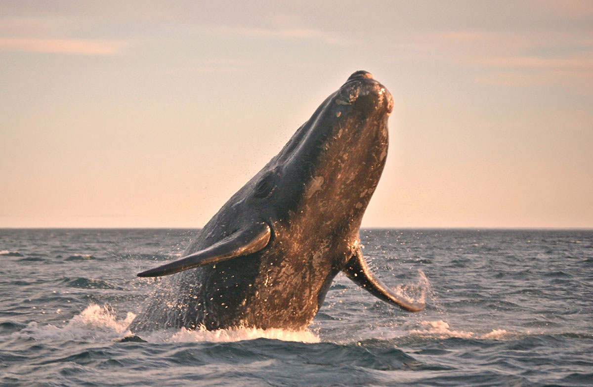 A southern right whale leaping out of the ocean off the coast of Puerto Madryn in Argentina.