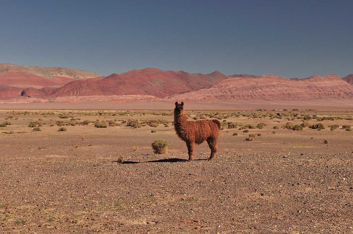 Desert landscape with solitary alpaca roaming at Antofagasta de la Sierra in Argentina.