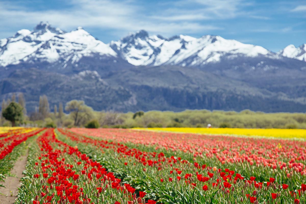 Ted, orange and yellow flowers growing in a giant field with mountains surrounding in Trevelin.