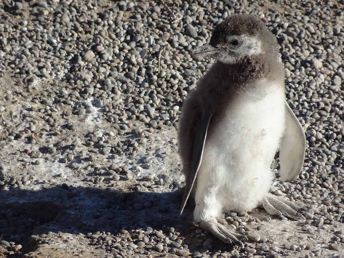 A Magellanic penguin roaming the rocky landscape of Punta Tombo National Reserve in Argentina.