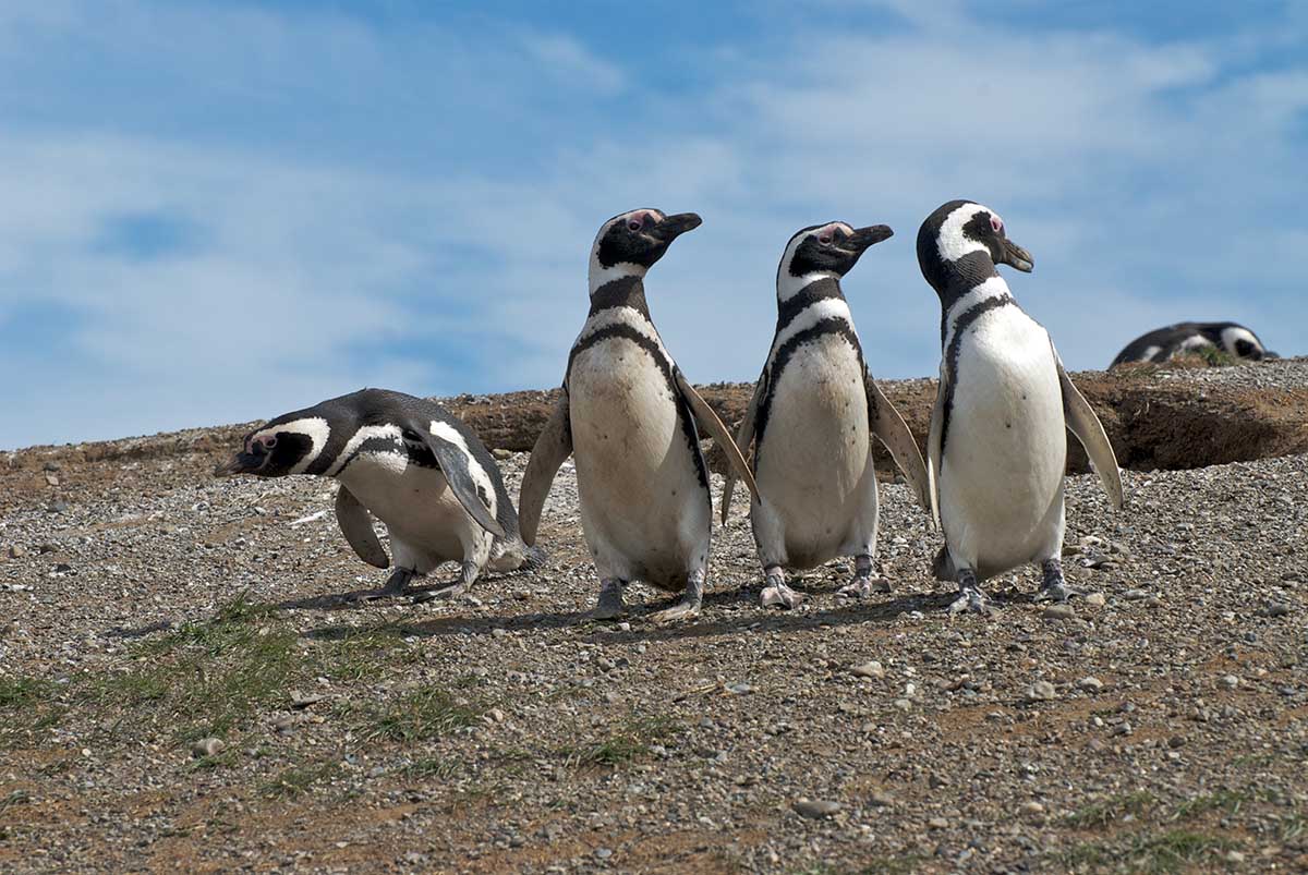 Penguins of Tierra del Fuego National Park on dry rocky soil in Argentina with blue skies.