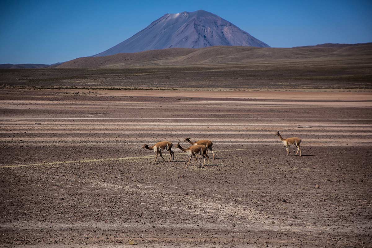 Wild vicunas roaming around Aguada Blanca National Reserve wiht a volcano summit in the background.