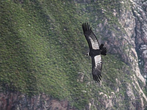 Andean condor soaring with outstretched wings over Colca Canyon walls around the bird.