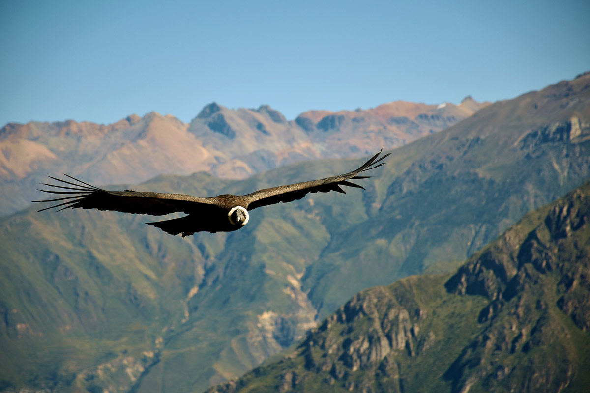 Close up of a flying Andean condor in Colca Canyon, Peru.