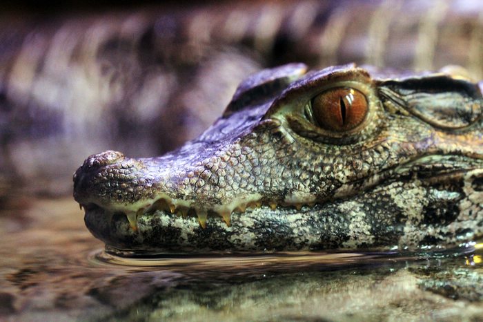 Schneider's dwarf Caiman, one of the many reptile species found in Manu National Park.