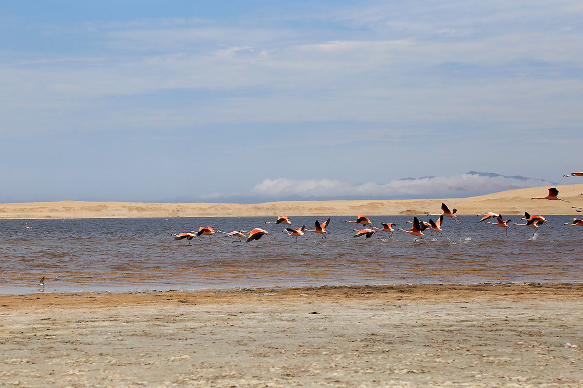 A group of pink and black flamingos flying low over a lake in the Paracas National Reserve. 