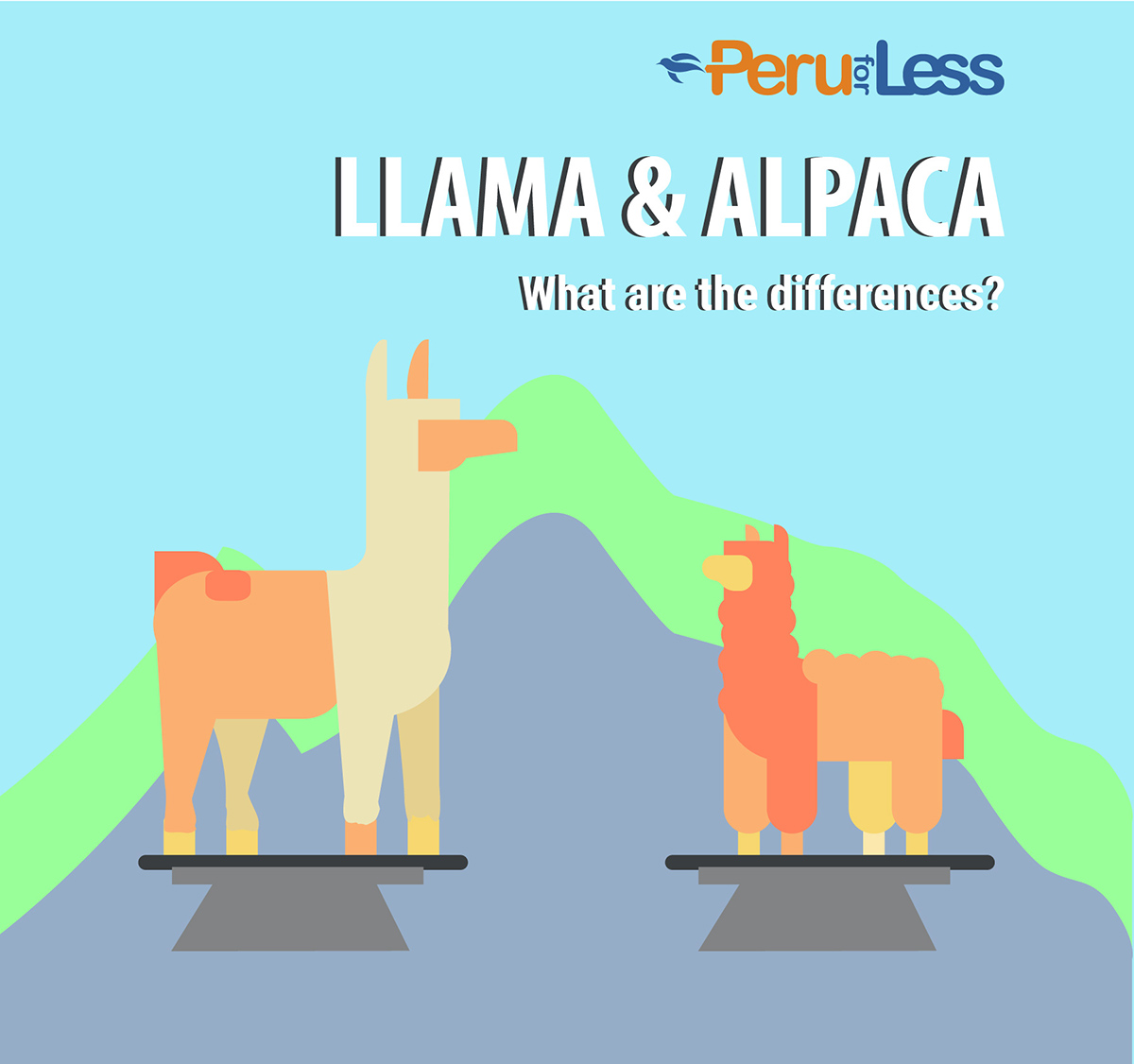 A graphic with a llama and alpaca showing the difference in size, face shape, and ear shape.