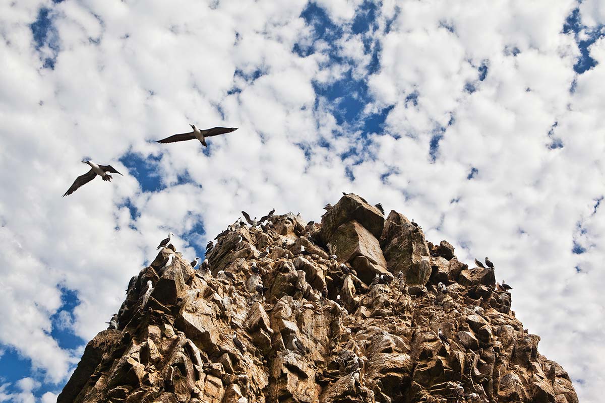 Hundred of seabirds perched on a a rocky isle of the Ballestas off the coast of Paracas, Peru.