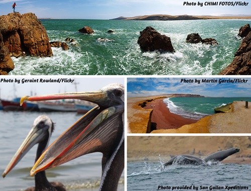 Photo collage of wildlife and coastline in Paracas National Reserve, Peru