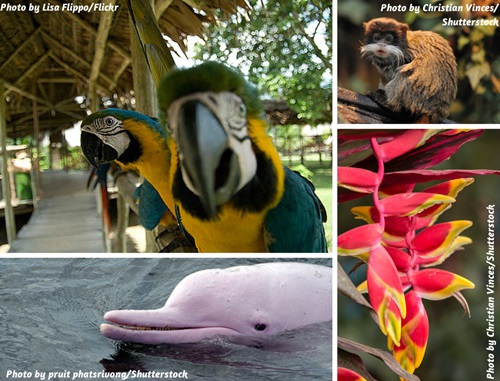 Photo collage of nature and wildlife in the Peruvian Amazon