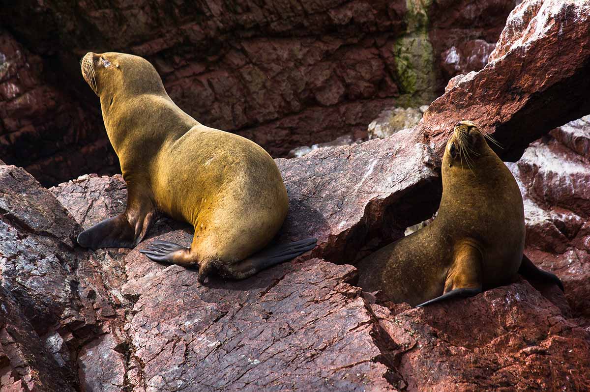 Two mature brown sea lions sit on the red rocks of Ballestas Islands 