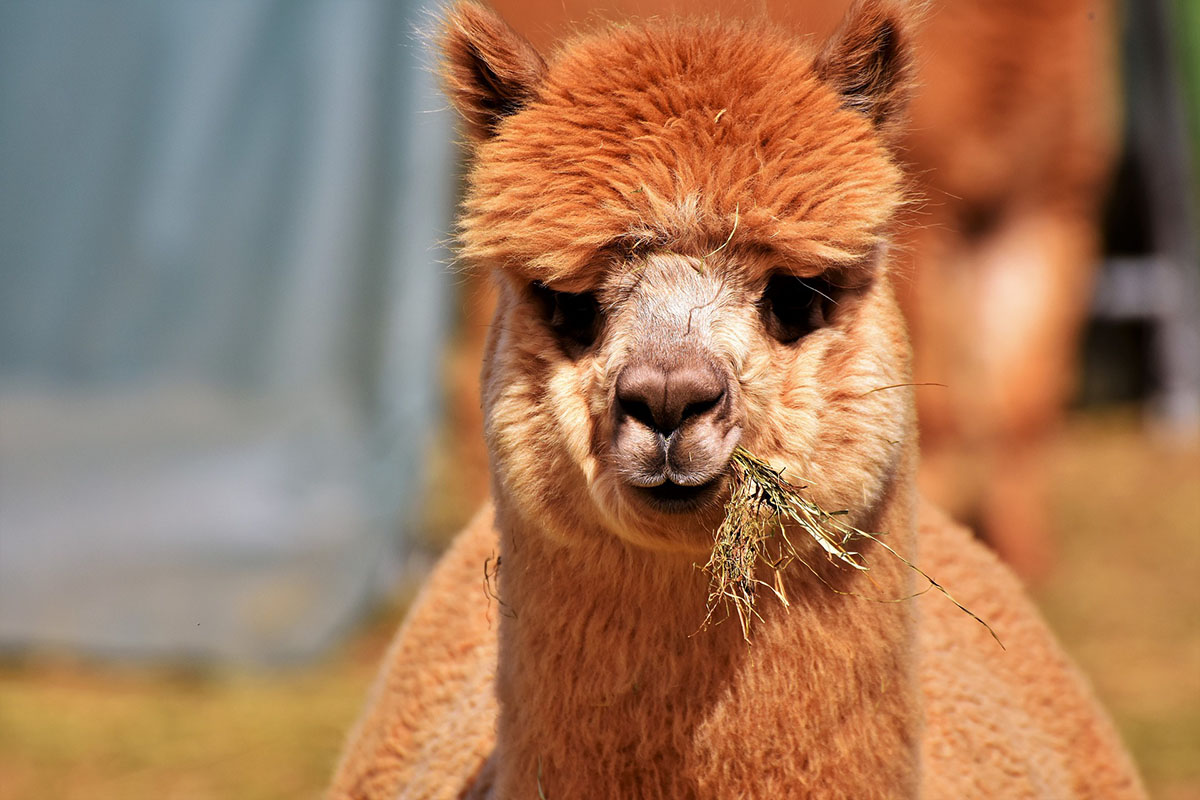 The face of an alpaca with reddish brown fur with short, pointy ears standing up and chewing on hay.