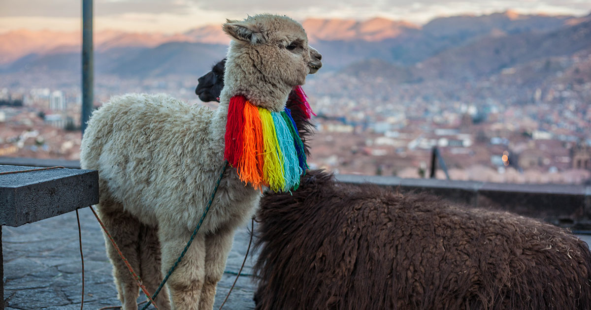 One white and one brown alpaca overlook Cusco city. The white one has a rainbow fleece collar.