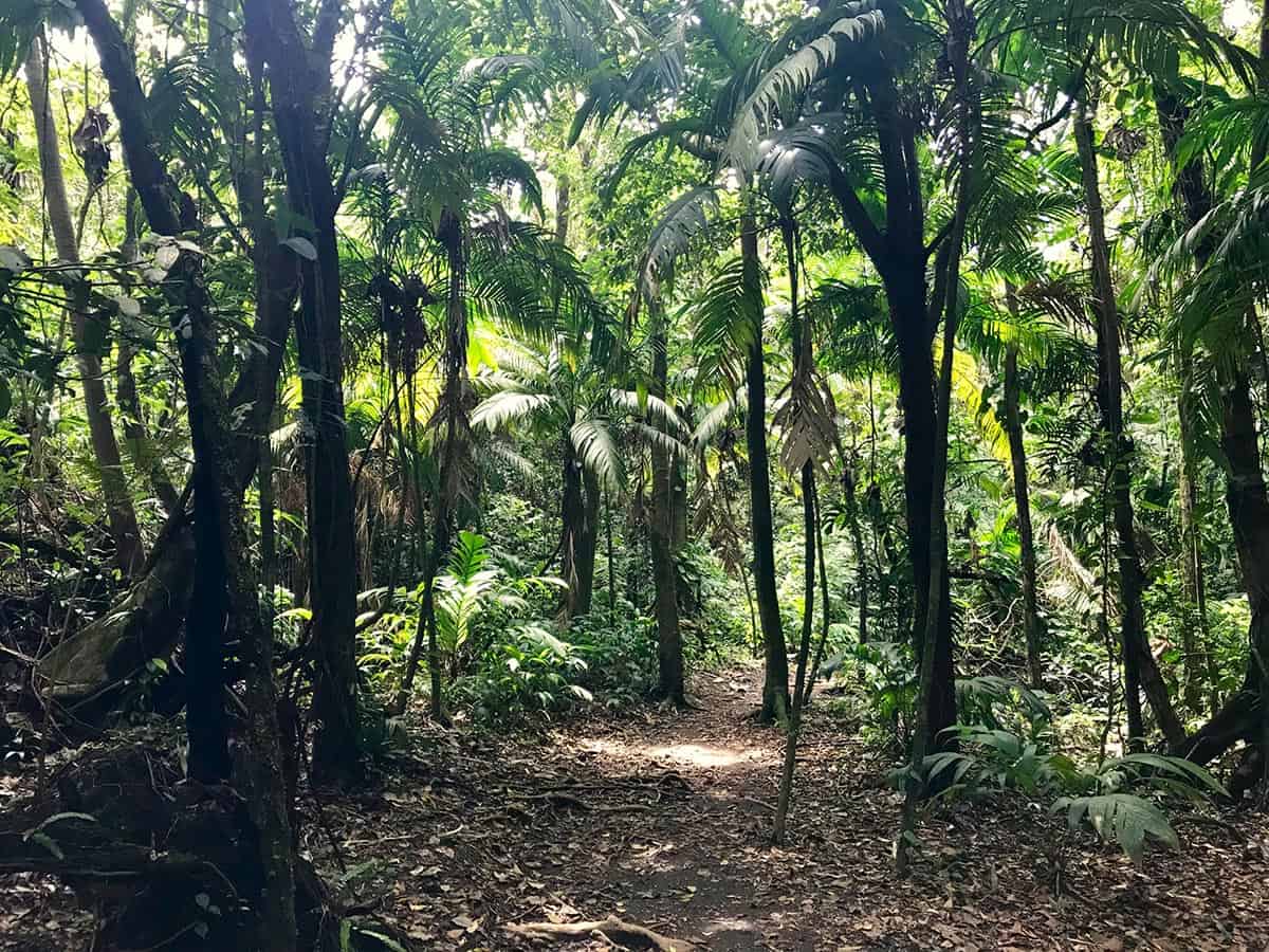 Trees in the Amazon Rainforest