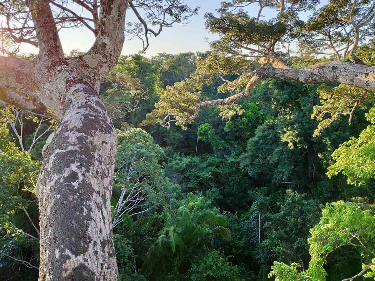 Green and yellow trees of the Amazon Rainforest as viewed from above the canopy