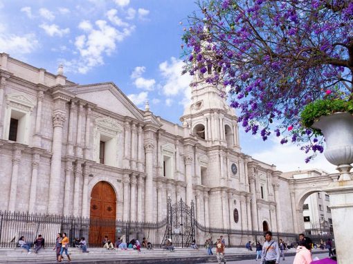 A tree with purple flowers and some visitors in walking in front of the Arequipa Cathedral.