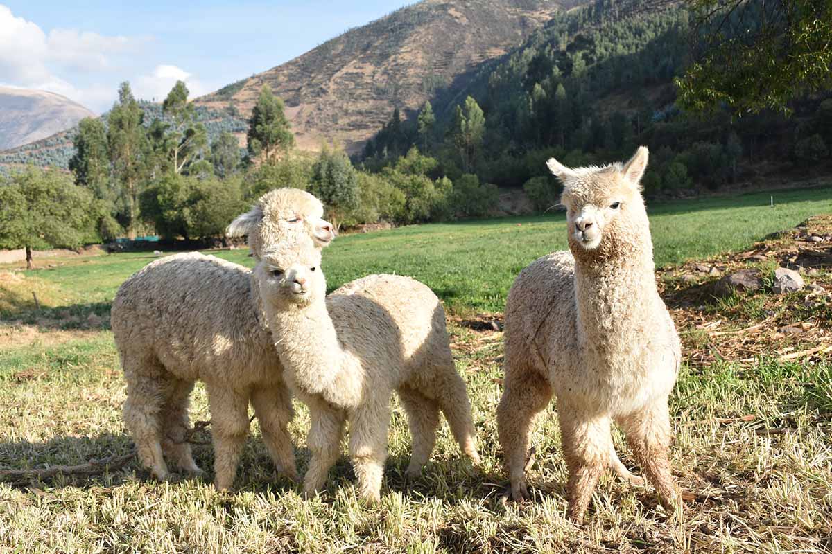 Three white baby alpacas standing in a mountainous terrain. Trees and rolling hills in the distance.