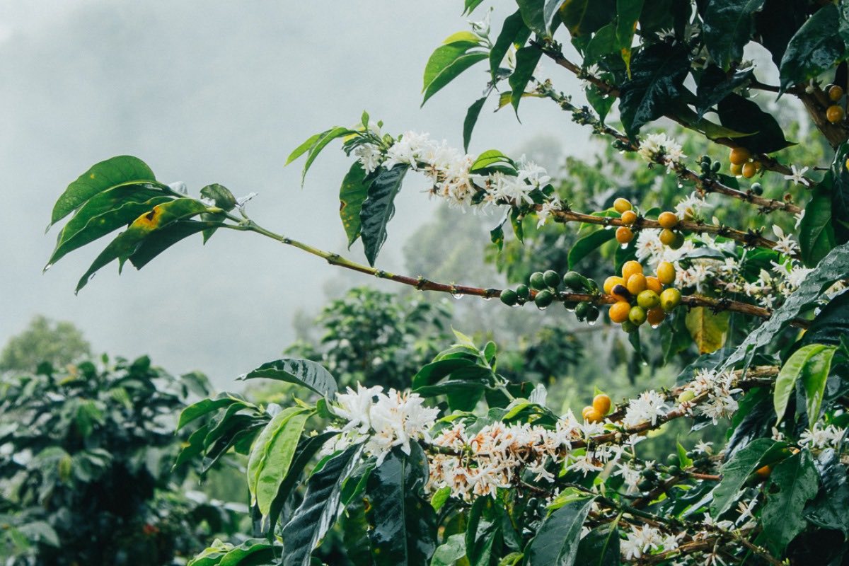 White coffee flowers and ripe yellow coffee cherries grow on the ends of a branch.