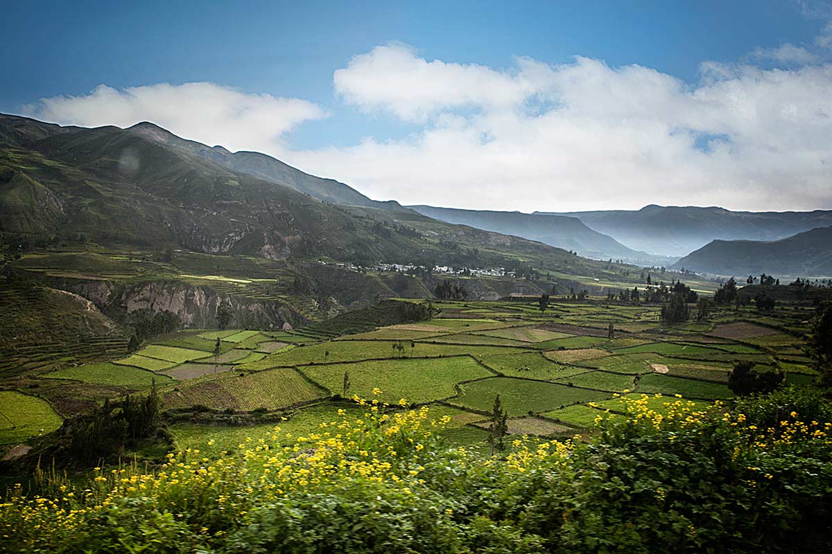 Looking over the beautiful green terraces of Colca Canyon.