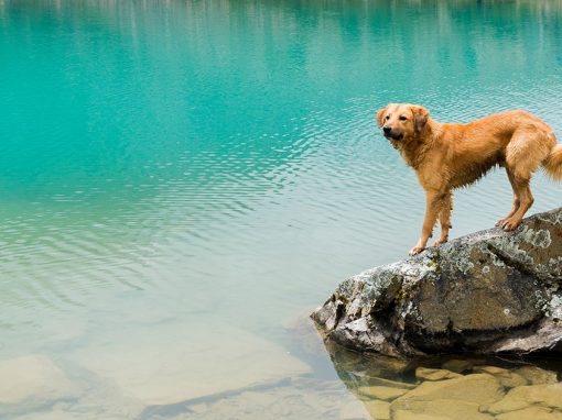 A Golden Retriever on a rock at the water's edge of Lake Humantay of the Cusco region of Peru.