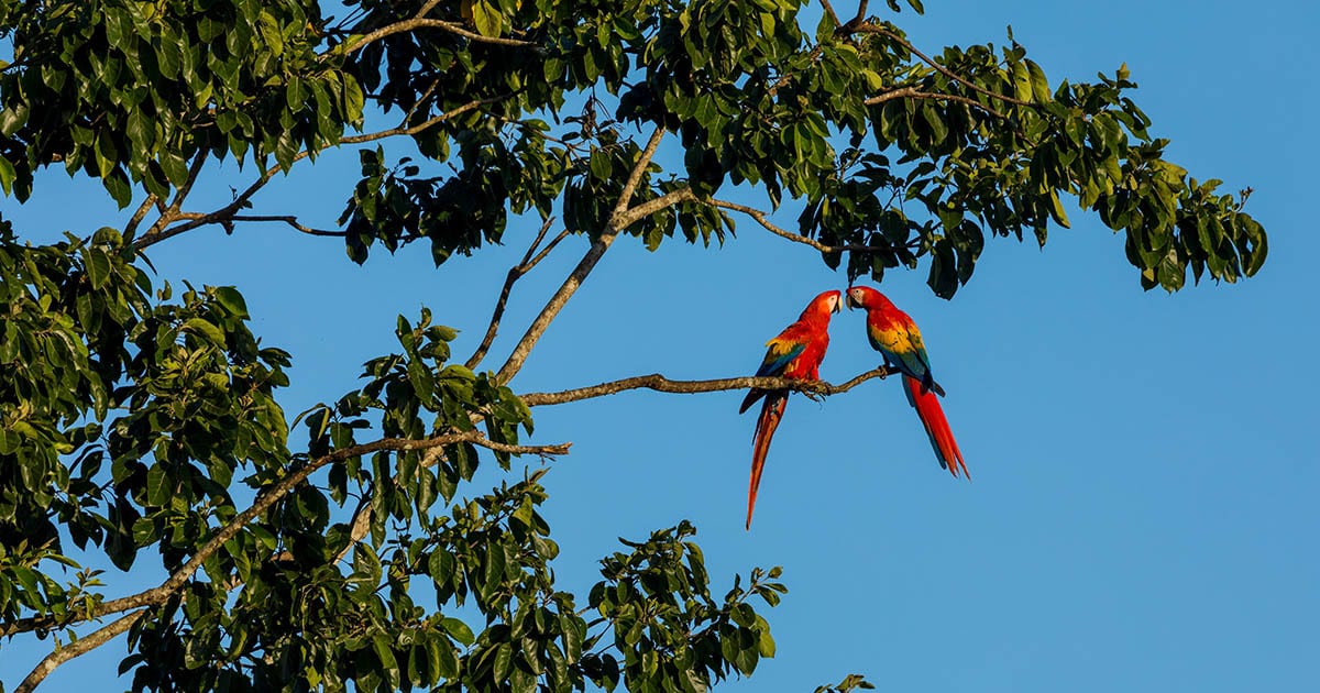 Two macaws on a branch in the Amazon Rainforest.