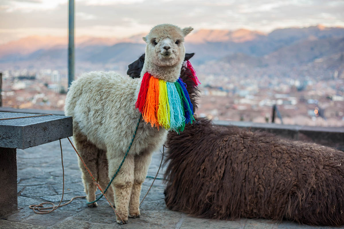 A white alpaca stands looking at the camera with colorful decorations tied around its neck.