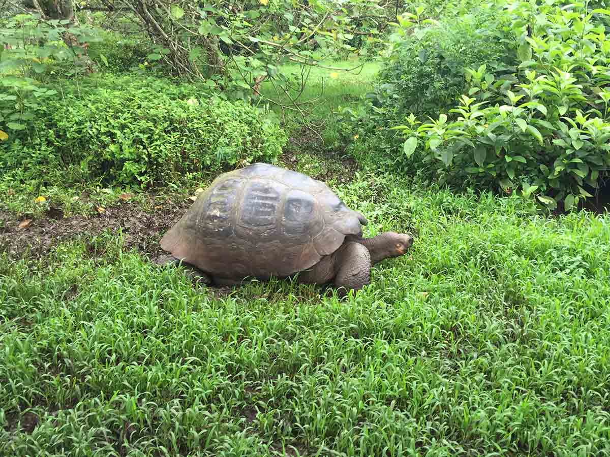 A giant tortoise walks through lush greenery in the highlands of the Galapagos Island, Santa Cruz.