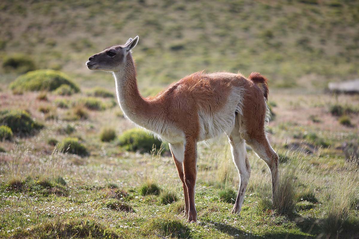 A guanaco, a tan and white animal similar to a llama, lives in the Andean highlands and Patagonia.