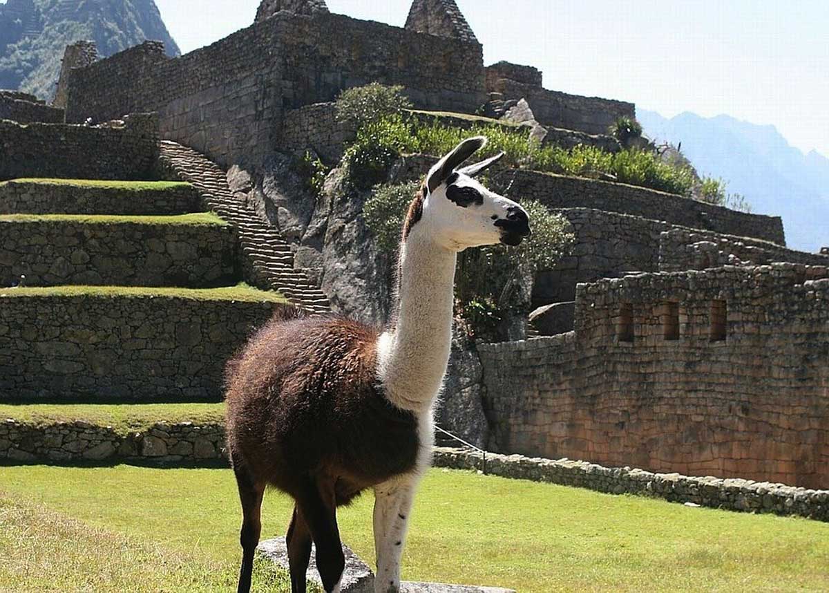 A brown and white llama at Machu Picchu. Stone walls and terraces of the citadel behind the llama.