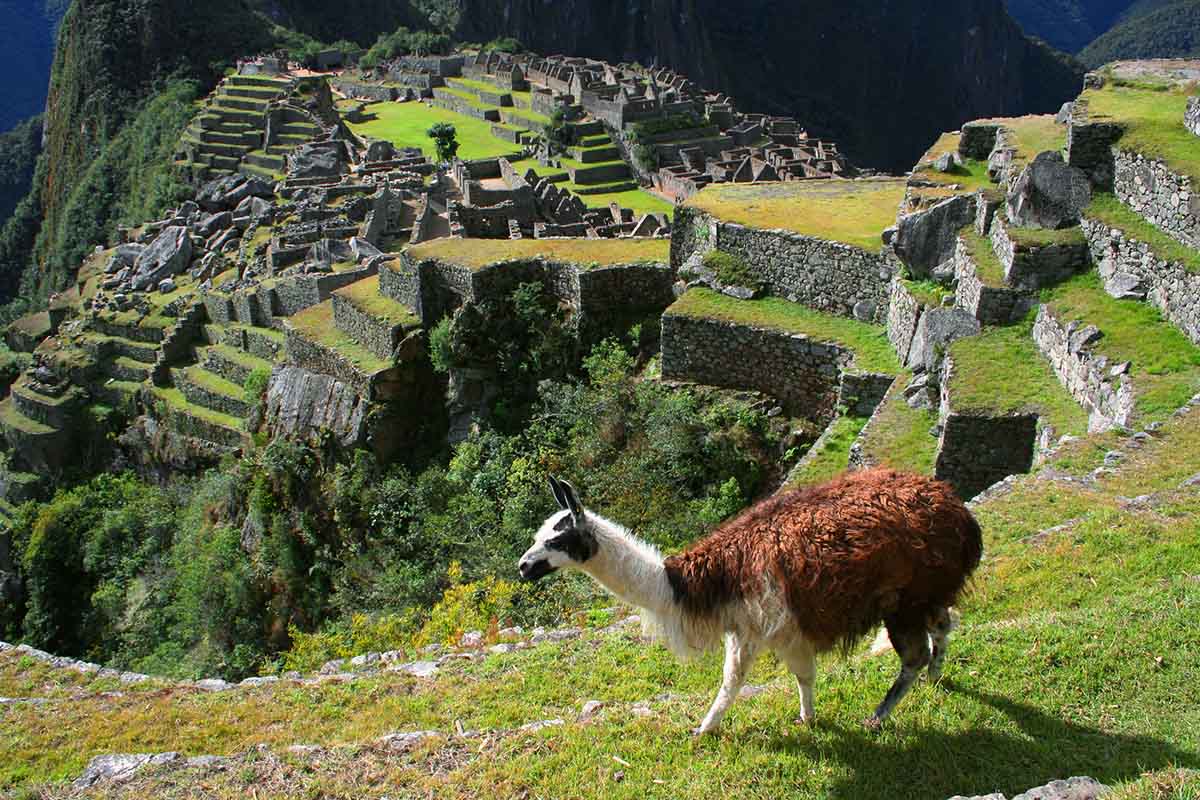 A llama wanders through a viewpoint of the Machu Picchu ruins.