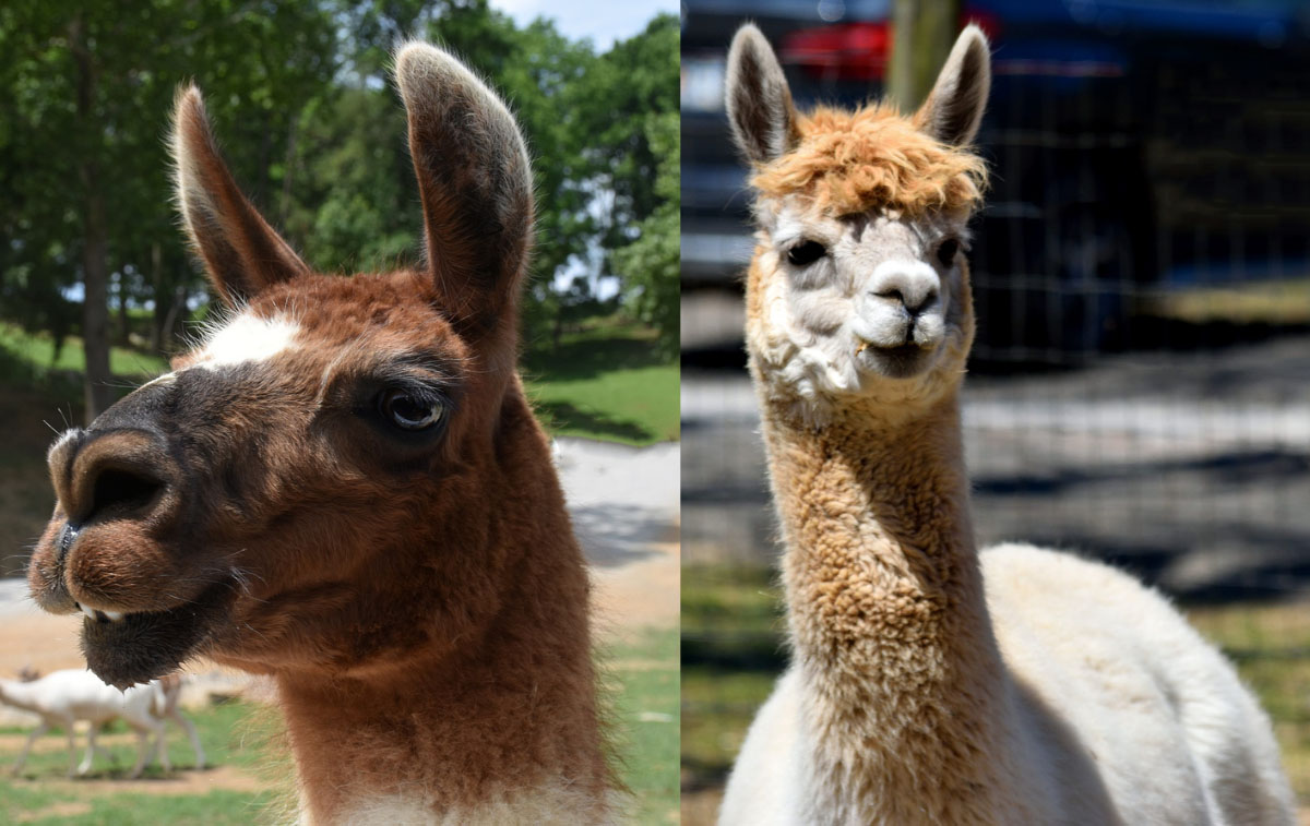 A brown llama face and a tan and white alpaca face juxtaposed showing the difference in features.