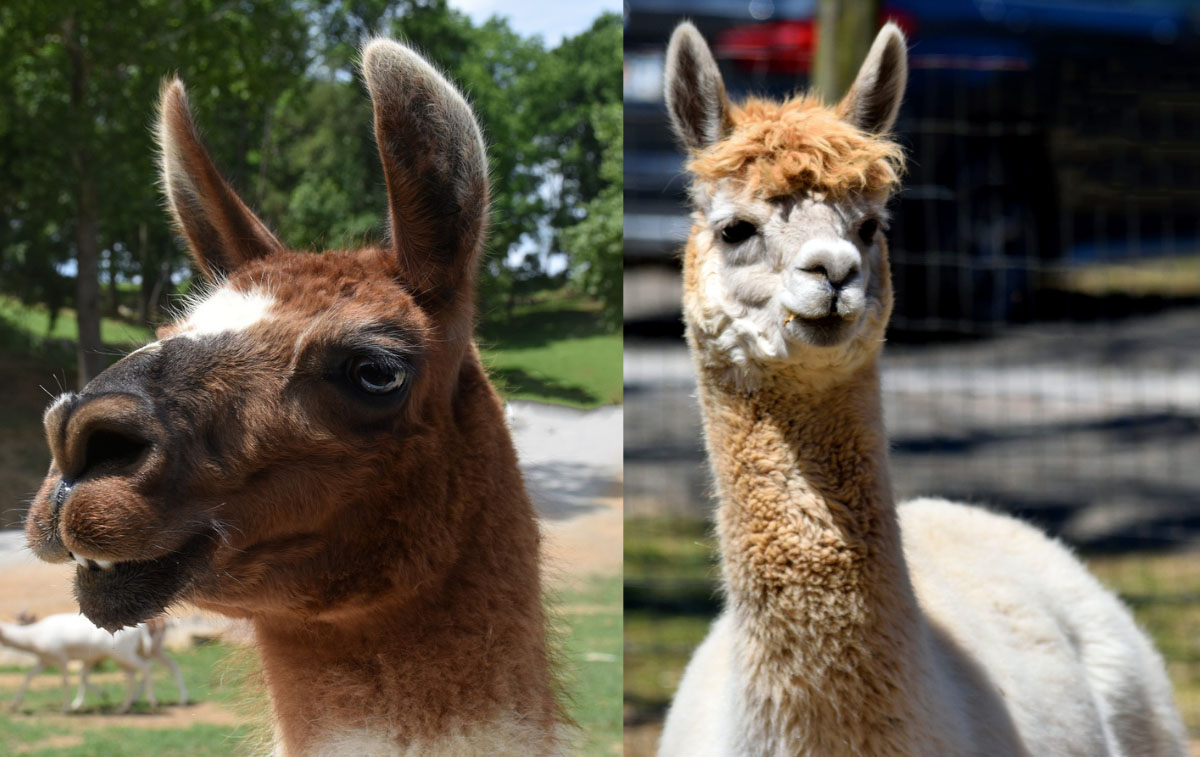 Llama Vs Alpaca What s The Difference Between Llamas And Alpacas 