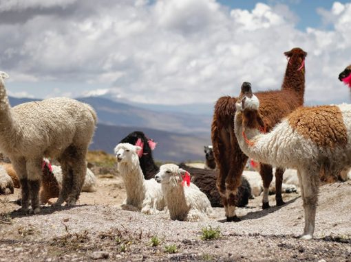 A herd of llamas with different color fur resting in a rocky field in the Peruvian Andes.