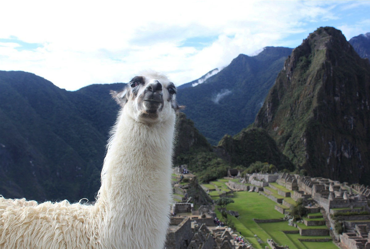 A white llama with the Machu Picchu ruins, Huayna Picchu peak, and surrounding mountains behind.
