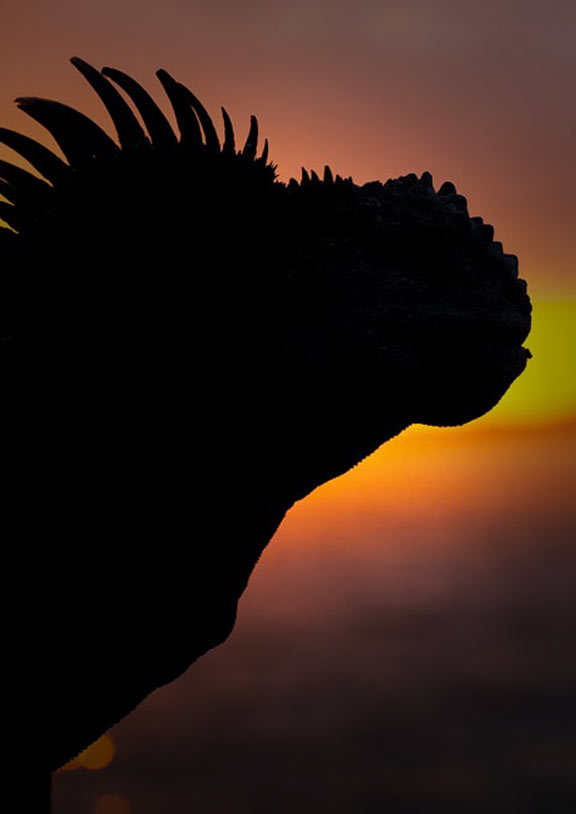 Silhouette of the head and face of a lizard in front of a faded sunset in the Galapagos Islands