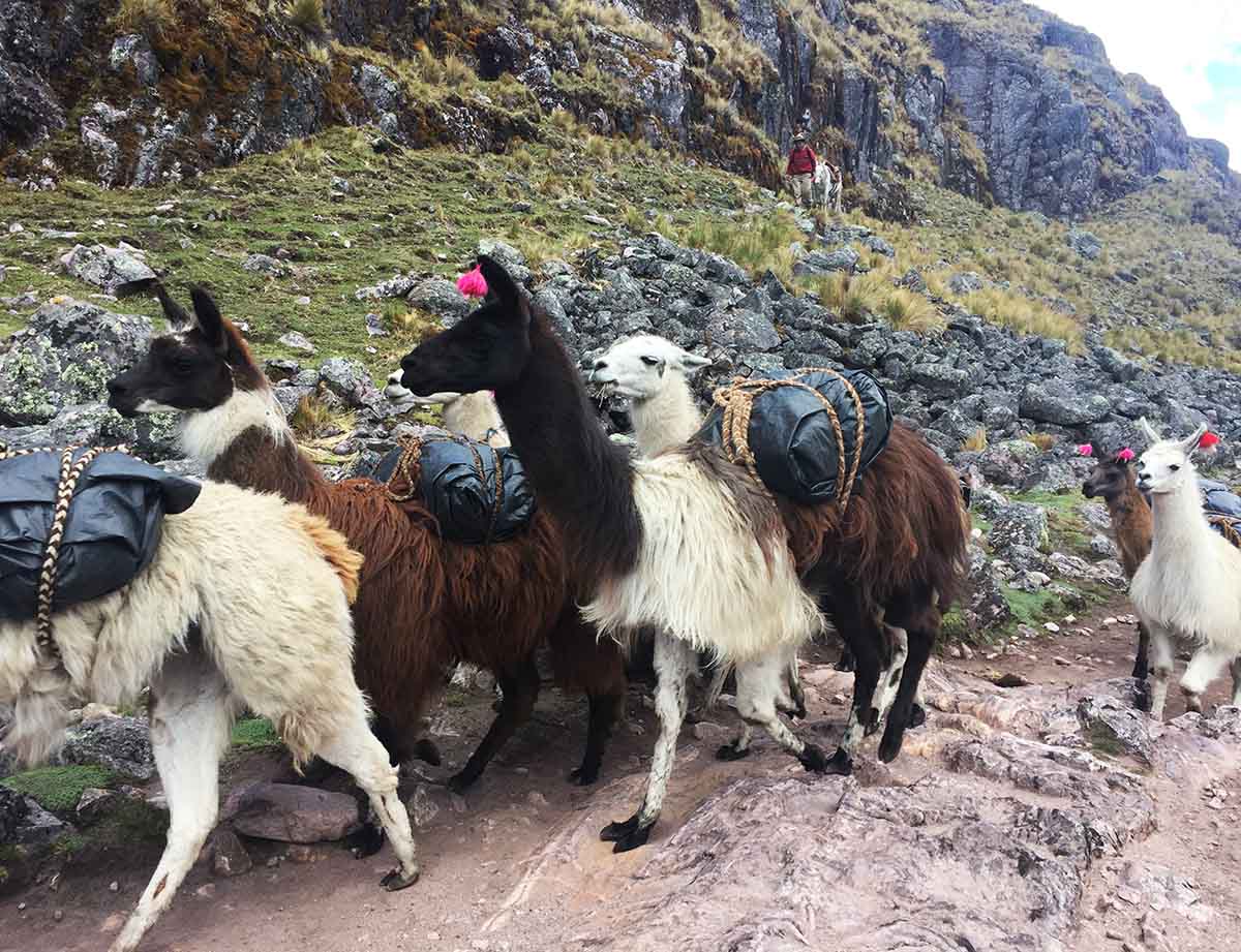 Several llamas carrying bags on their back working as porters during the Lares Trek in Peru.