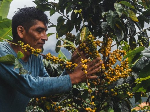 A peruvian coffee farmer picks ripe yellow coffee cherries in the peruvian jungle.