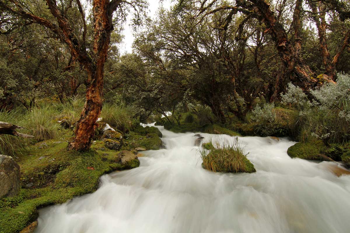 A forest of Quena trees grow along the green banks of a rushing river in Huaraz, Peru