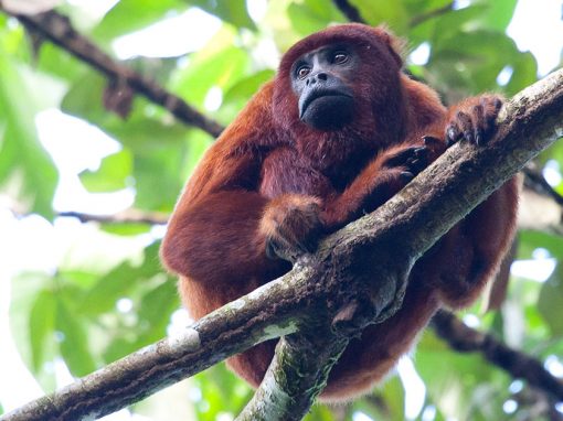 A red howler monkey sits on a tree branch in the Amazon Rainforest. Lush greenery in the background.