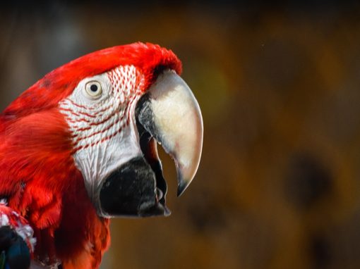 Side profile of a scarlet macaw, a red, yellow, and blue parrot native to South America.