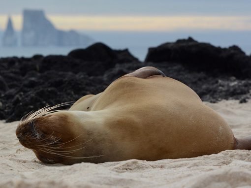 A sea lion laying on its back in the Galapagos sand with rock formations in the distance.