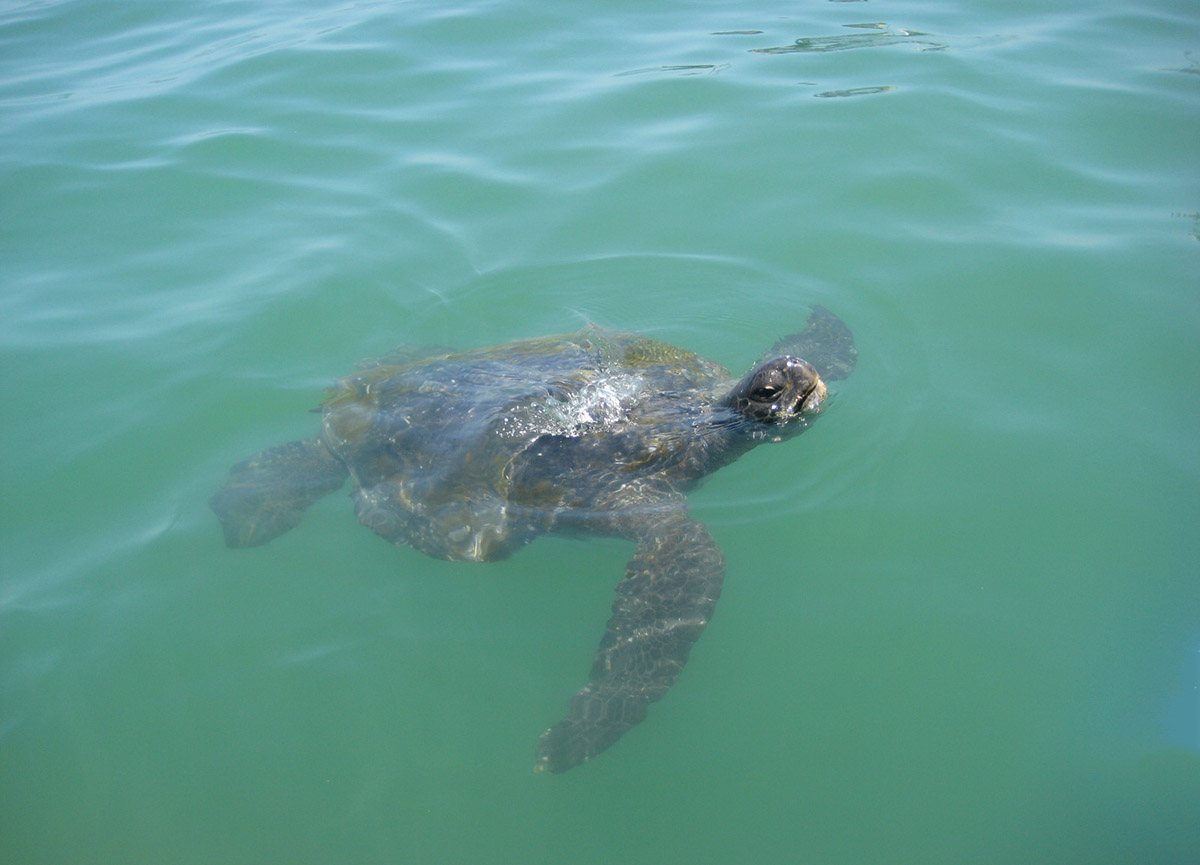 A mature sea turtle swimming in the turquoise ocean water comes up for air in Mancora, Peru. 