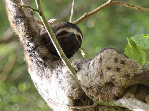 A sloth on a tree branch in the Peruvian Amazon Rainforest near the city of Iquitos.