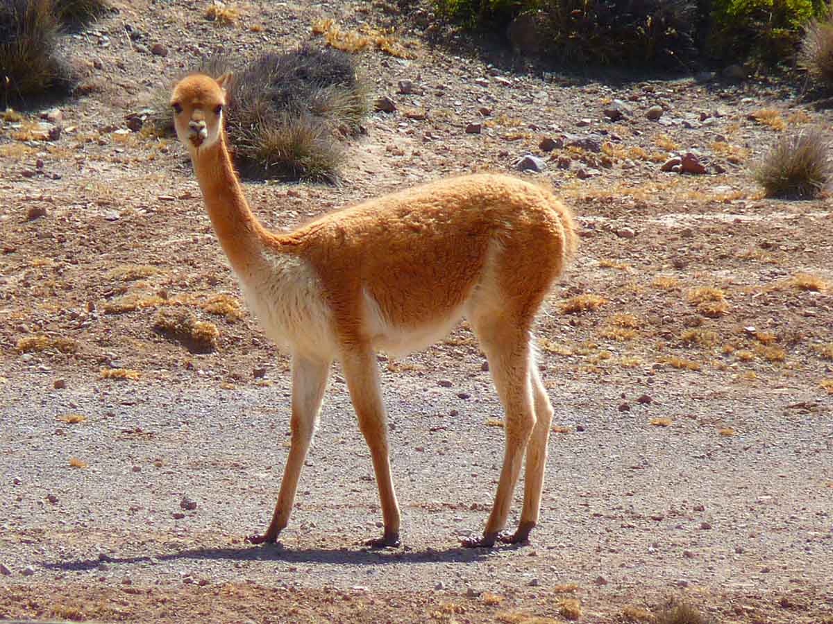 A vicuña, an orange and white animal similar to an alpaca, stands in a barren, rocky terrain.