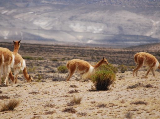 A group of vicuñas grazing near Arequipa.